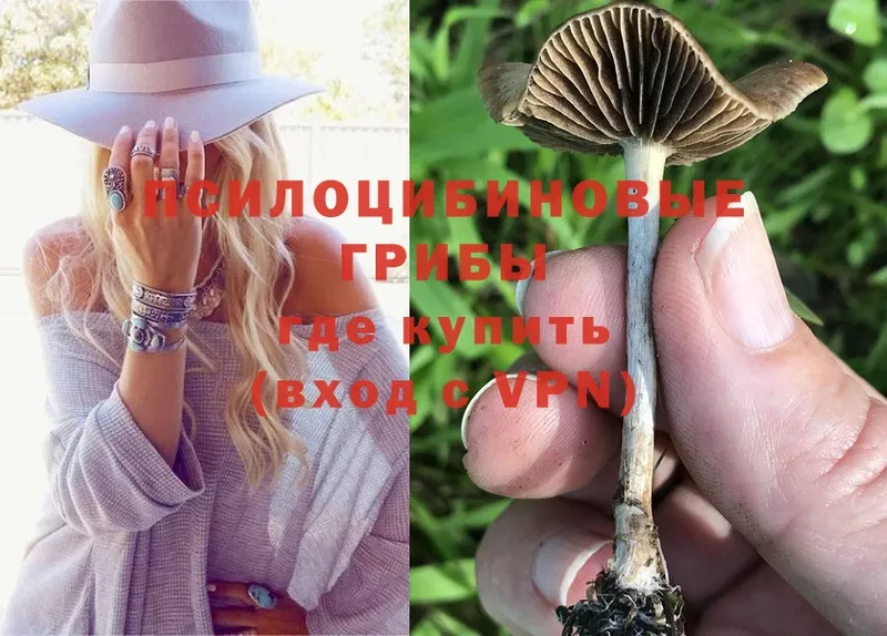 даркнет сайт  Краснообск  Псилоцибиновые грибы Psilocybine cubensis 